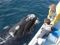 Boat Whale Watching TRF Day Tour Incl. Transfer